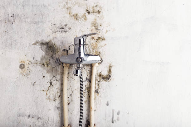 Best White Mold Remediation in Doral, FL