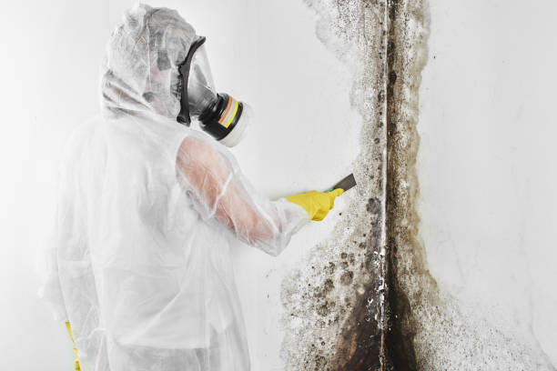 Best Residential Mold Remediation in Doral, FL