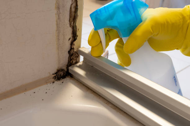 Best Mold Testing and Inspection Services in Doral, FL