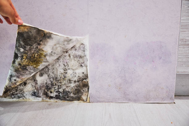 Trusted Doral, FL Mold Remediation Experts